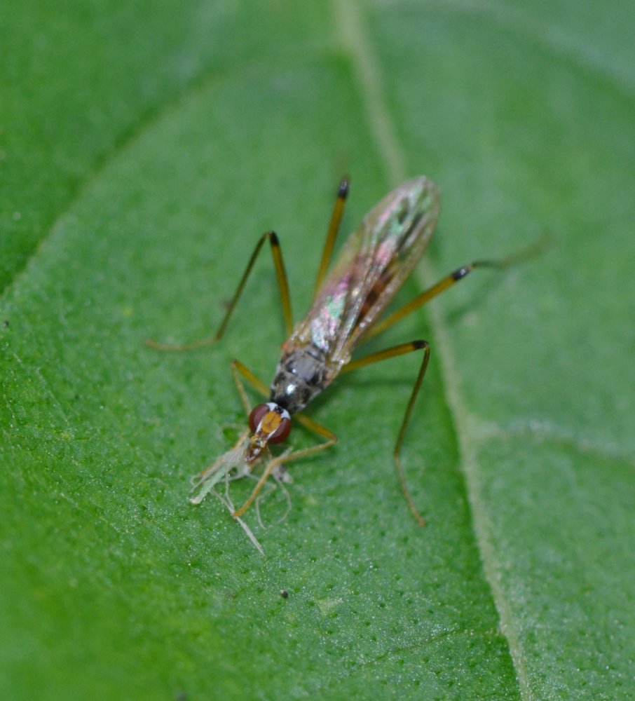 Micropezidae:  Neria cibaria